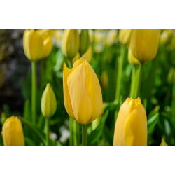 Tulipan Lemon Giant - opak. 5 szt.