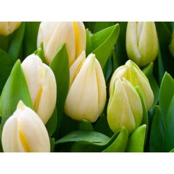 Tulipan Lemon Giant - opak. 5 szt.