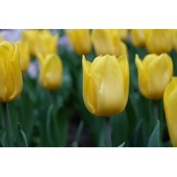 Tulipan Lemon Giant - opak. 5 szt.