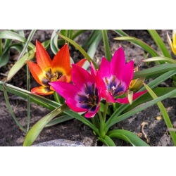 Tulipan Little Beauty - opak. 5 szt.