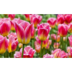 Tulipan Match - opak. 5 szt.