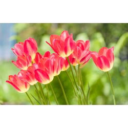 Tulipan Match - opak. 5 szt.