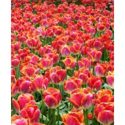 Tulipan Miami Sunset - opak. 5 szt.