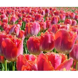 Tulipan Miami Sunset - opak. 5 szt.