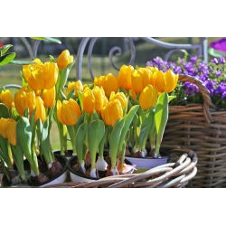 Tulipan Mini Star - opak. 5 szt.
