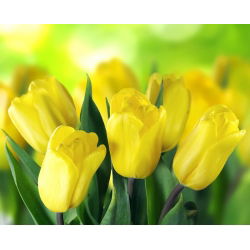 Tulipan Mini Star - opak. 5 szt.