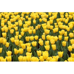 Tulipan Mini Star - opak. 5 szt.