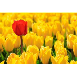 Tulipan Mini Star - opak. 5 szt.