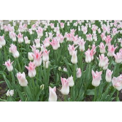 Tulipan Miss Elegance - opak. 5 szt.
