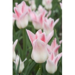 Tulipan Miss Elegance - opak. 5 szt.