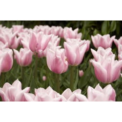 Tulipan Miss Elegance - opak. 5 szt.