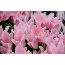 Tulipan Miss Elegance - opak. 5 szt.