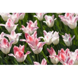Tulipan Miss Elegance - opak. 5 szt.