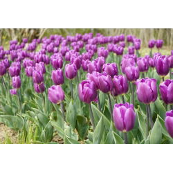 Tulipan Negrita - opak. 5 szt.