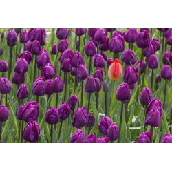 Tulipan Negrita - opak. 5 szt.