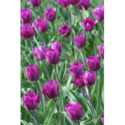 Tulipan Negrita - opak. 5 szt.