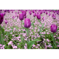 Tulipan Negrita - opak. 5 szt.