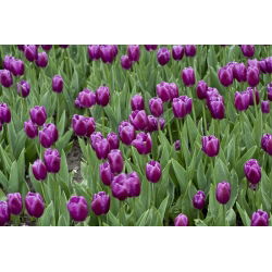 Tulipan Negrita - opak. 5 szt.