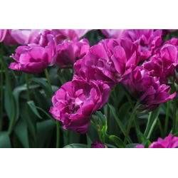 Tulipan Negrita Double - opak. 5 szt.