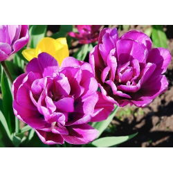 Tulipan Negrita Double - opak. 5 szt.