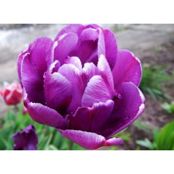 Tulipan Negrita Double - opak. 5 szt.