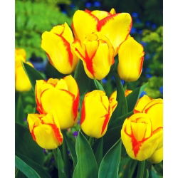 Tulipan Outbreak - opak. 5 szt.