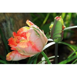 Tulipan Parrot King - opak. 5 szt.