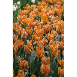 Tulipan Parrot King - opak. 5 szt.