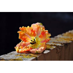 Tulipan Parrot King - opak. 5 szt.