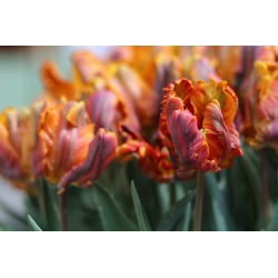 Tulipan Prinses Irene Parrot - opak. 5 szt.