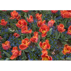 Tulipan Prinses Irene Parrot - opak. 5 szt.