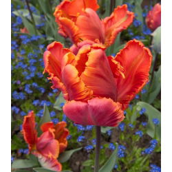 Tulipan Prinses Irene Parrot - opak. 5 szt.