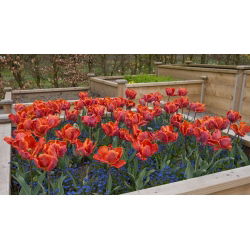 Tulipan Prinses Irene Parrot - opak. 5 szt.