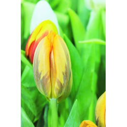 Tulipan Ravana - opak. 5 szt.