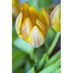 Tulipan Ravana - opak. 5 szt.