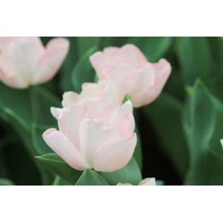 Tulipan Rejoyce - opak. 5 szt.