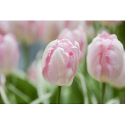 Tulipan Rejoyce - opak. 5 szt.