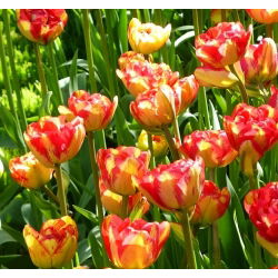 Tulipan Sundowner - opak. 5 szt.