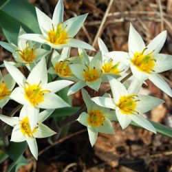 Tulipan Turkestanica - opak. 5 szt.
