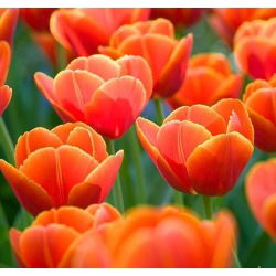 Tulipan Verandi - opak. 5 szt.