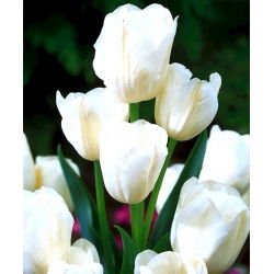 Tulipan White Bouquet - opak. 5 szt.