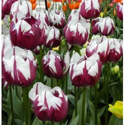 Tulipan Zurel - opak. 5 szt.