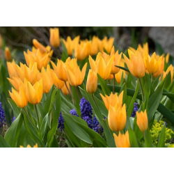 Tulipan Praestans Shogun - opak. 5 szt.