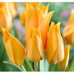 Tulipan Praestans Shogun - opak. 5 szt.