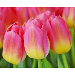 Tulipan Tom Pouce - opak. 5 szt.