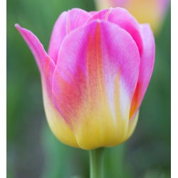 Tulipan Tom Pouce - opak. 5 szt.