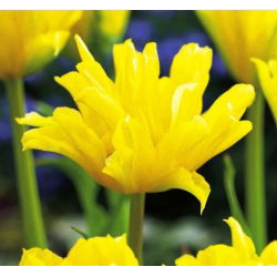 Tulipan Yellow Spider - opak. 5 szt.