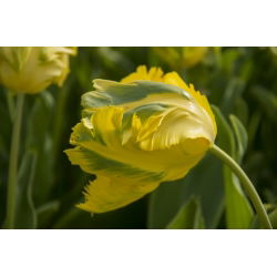 Tulipan Golden Glasnost - opak. 5 szt.