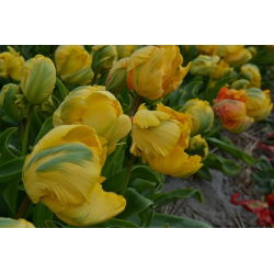 Tulipan Golden Glasnost - opak. 5 szt.