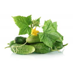 Ogórek gruntowy konserwowy Krak F1 – nasiona otoczkowane - 50 nasion